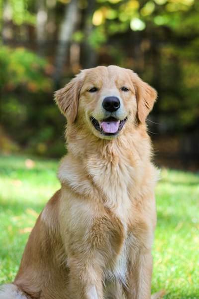 Dog named Mochi