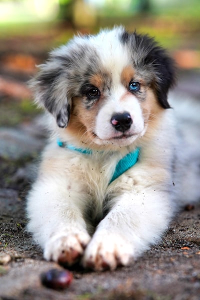 Dog named Biscuit