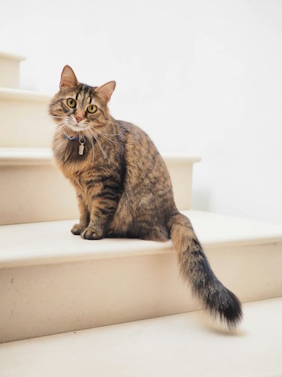 Cat named Luna
