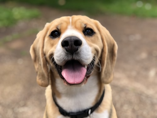 Dog outdoors