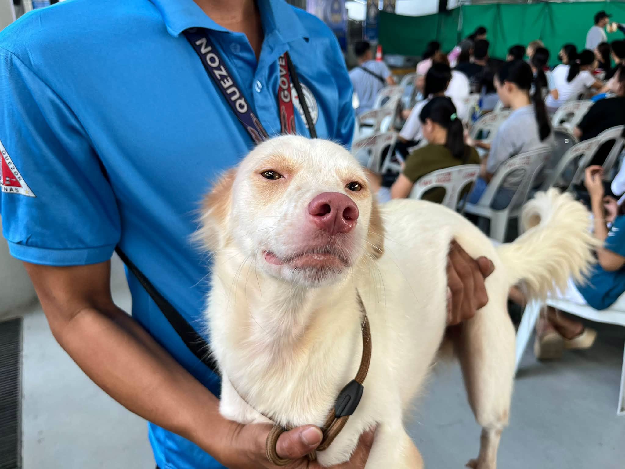 Pet photo transition